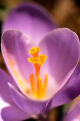Crocus 4